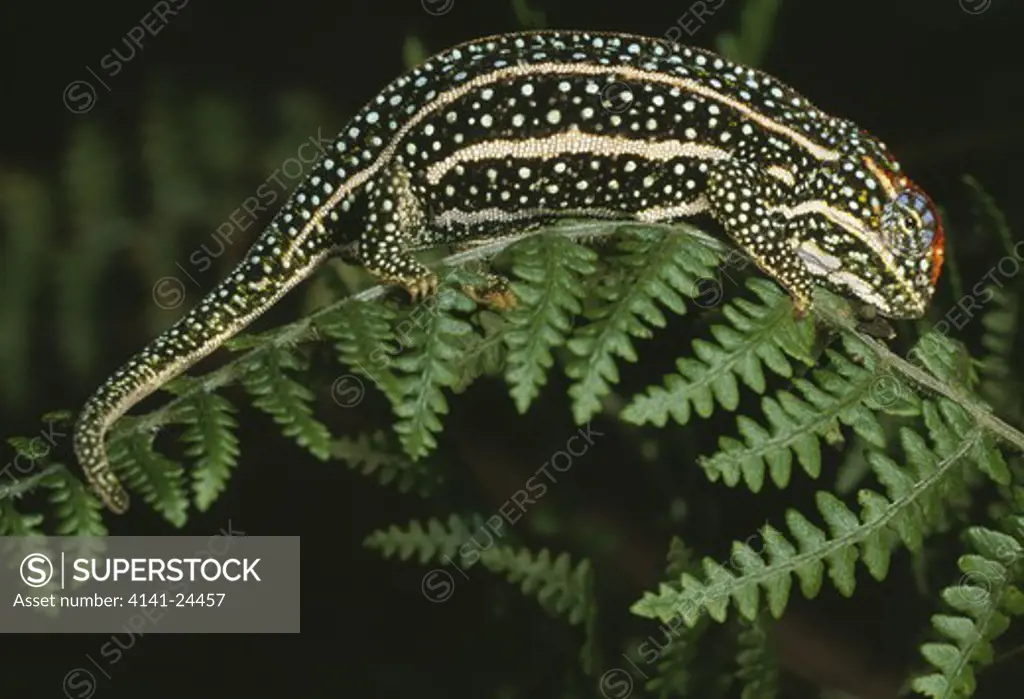 chameleon male in threat display furcifer campani ankaratra highlands central madagascar.