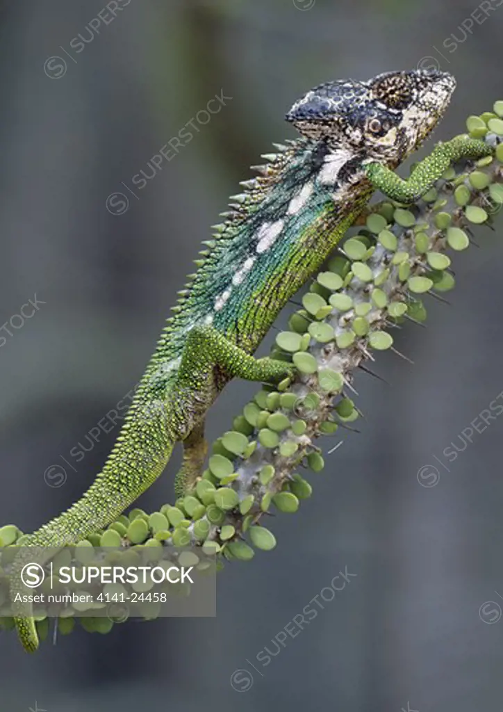 warty or spiny-backed chameleon male furcifer verrucosus spiny forest berenty madagascar.