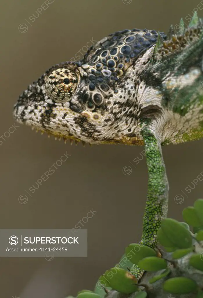 warty or spiny-backed chameleon male furcifer verrucosus spiny forest berenty madagascar.