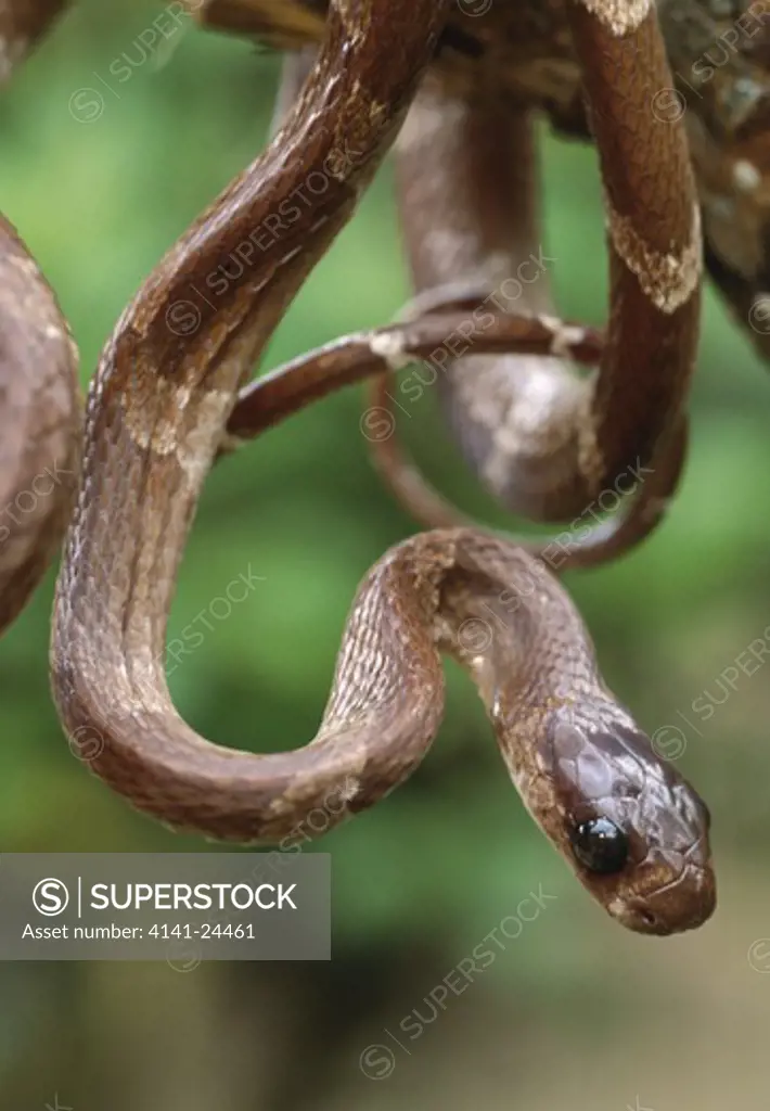 big-eyed cat snake stenophis sp. probably s. gaimardi marojejy national park north east rainforest madagascar.