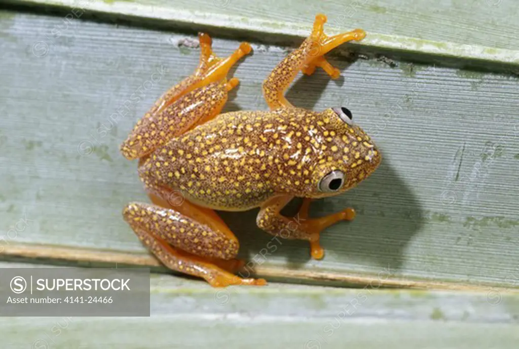 reed frog heterixalus punctatus ranomafana national park madagascar.
