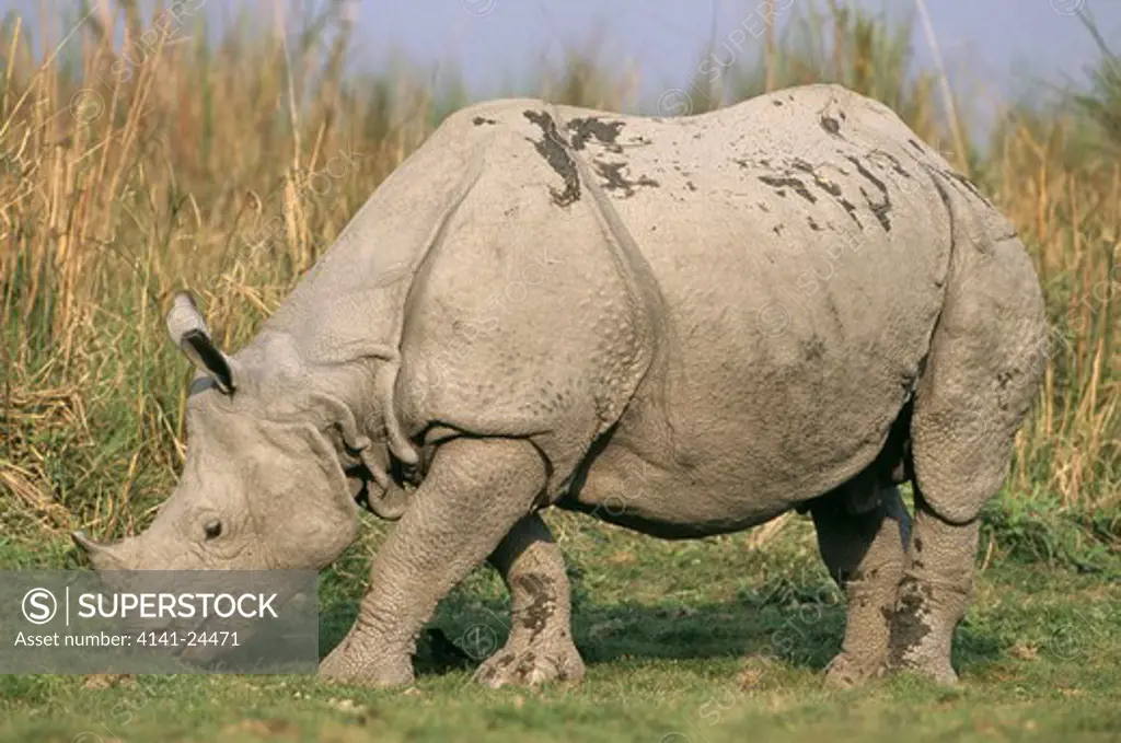 indian one-horned rhinoceros rhinoceros unicornis kaziranga national park assam india.