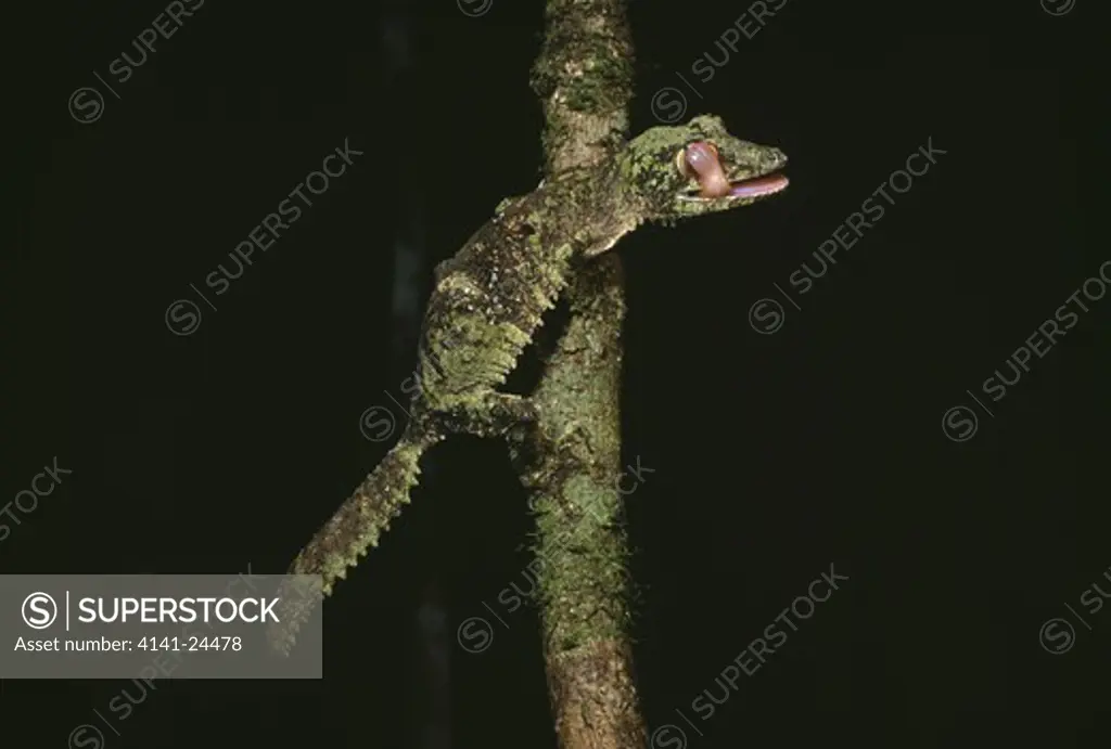 mossy leaf-tailed gecko uroplatus sikorae active at night mantadia national park >>