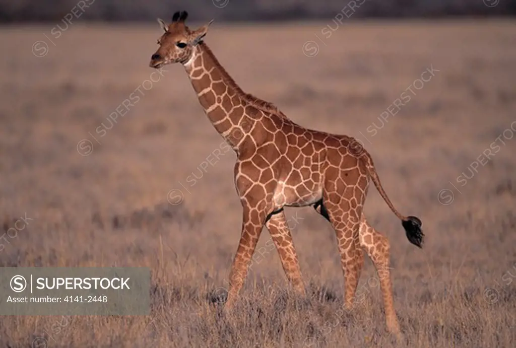 reticulated giraffe young giraffa camelopardalis reticulata lewa downs reserve, kenya 