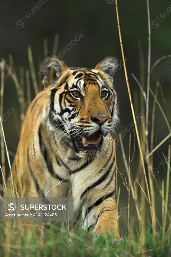 bengal tiger male panthera tigris tigris walking through long grass. kanha national park madhya pradesh india. 