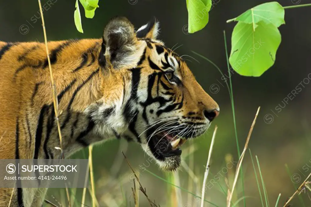 bengal tiger male panthera tigris tigris walking through long grass. bandhavgarh national park madhya pradesh india. 