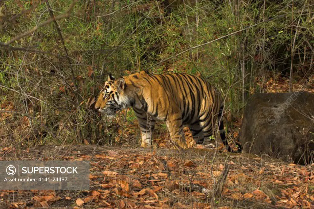 bengal tiger cub panthera tigris tigris around 20 months old - walkiing through forest. bandhavgarh national park madhya pradesh india.