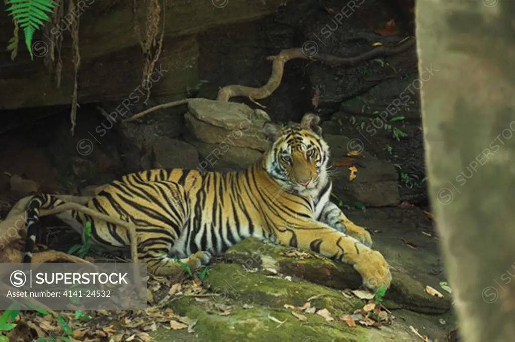 bengal tiger panthera tigris tigris young - around 20 months old - resting beneath cliffs by water hole in forest. bandhavgarh national park madhya pradesh india.