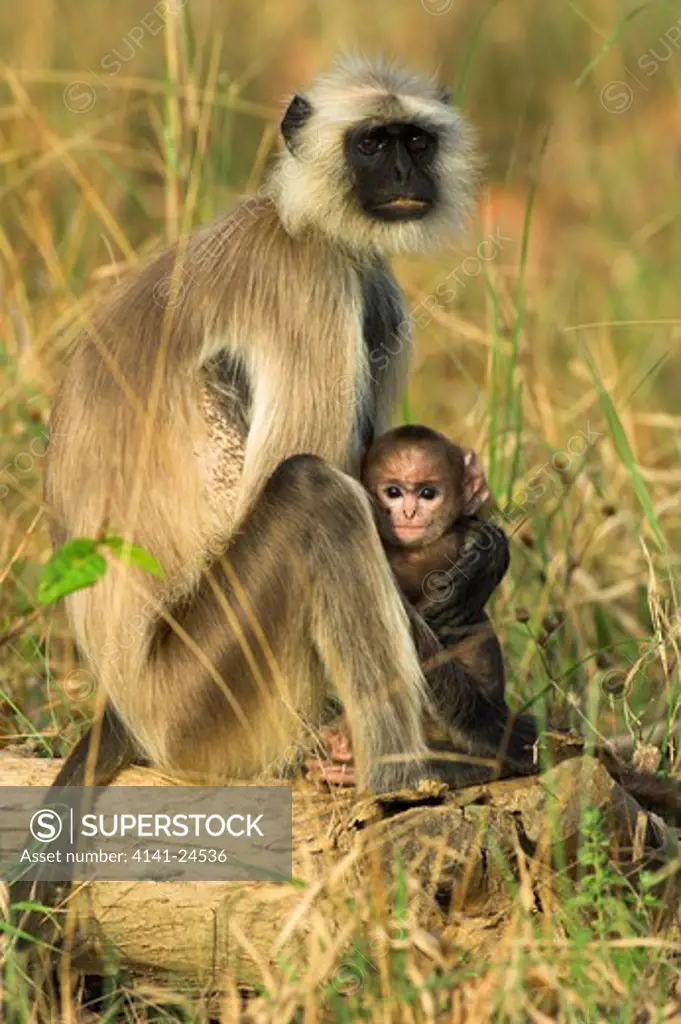 hanuman or common langur semnopithecus entellus female with young. bandhavgarh national park madhya pradesh india.