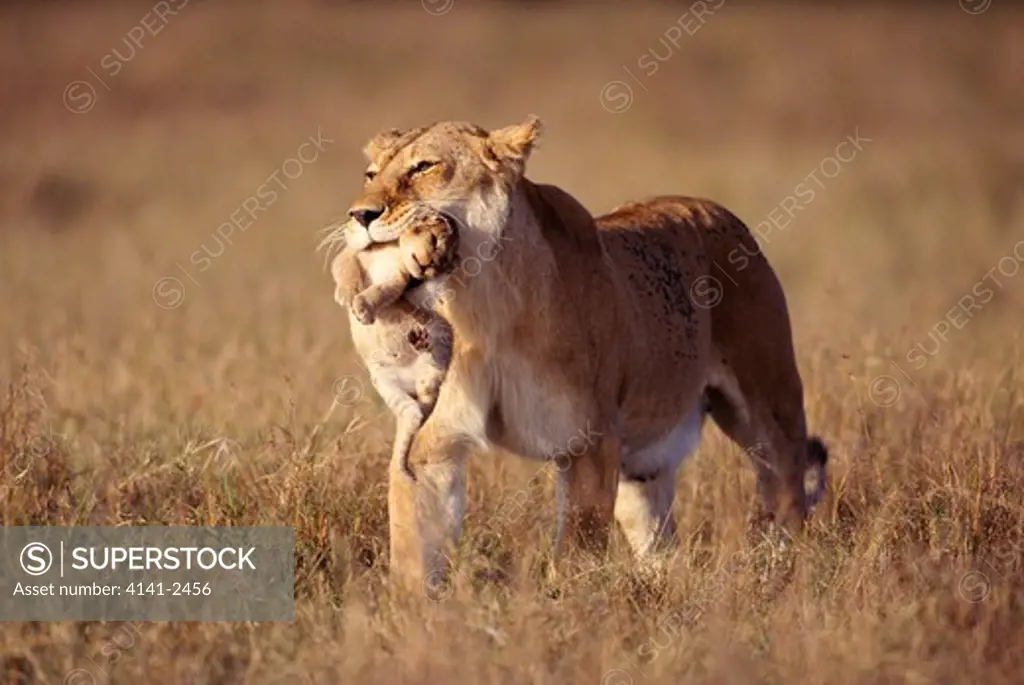 african lion female panthera leo carrying young away from fire masai mara national reserve, kenya