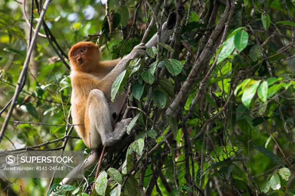 proboscis monkey young nasalis larvatus riverine forest kinabatangan river sukau sabah borneo.