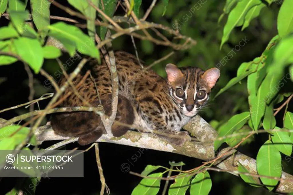 leopard cat (wild) felis bengalensis resting in a tree riverine forest banks of kinabatangan river sukau sabah borneo.