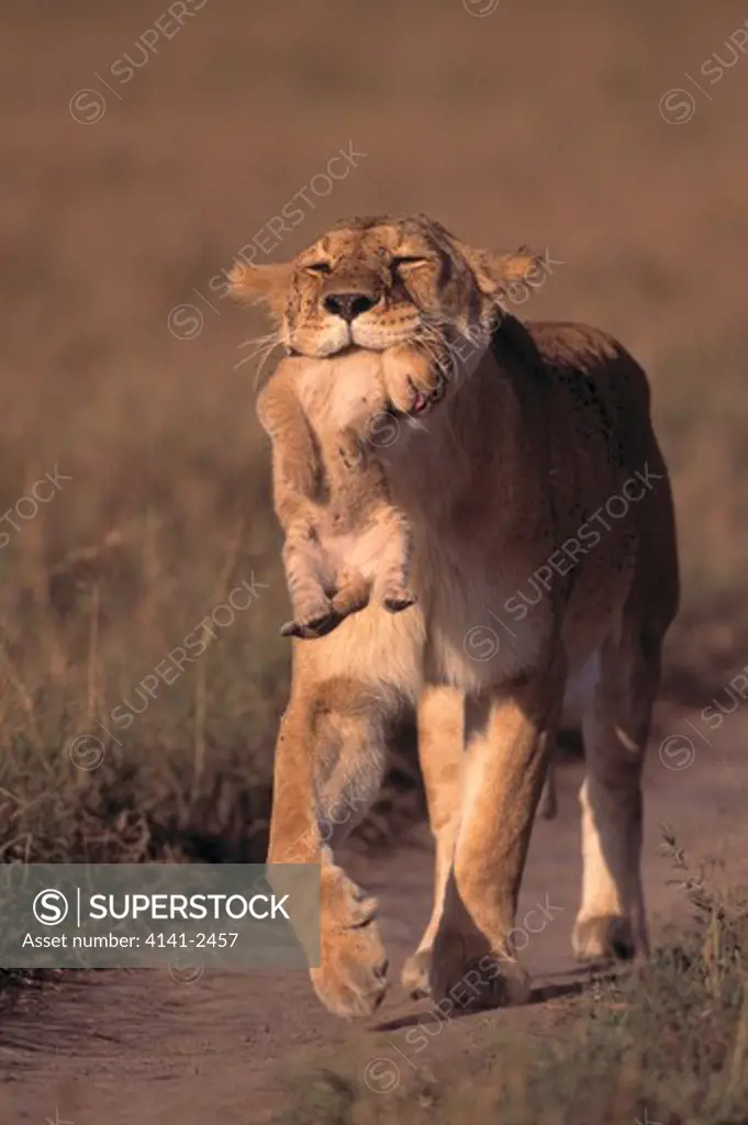 african lioness panthera leo carying young in mouth to safety from fire. masai mara national reserve, kenya.