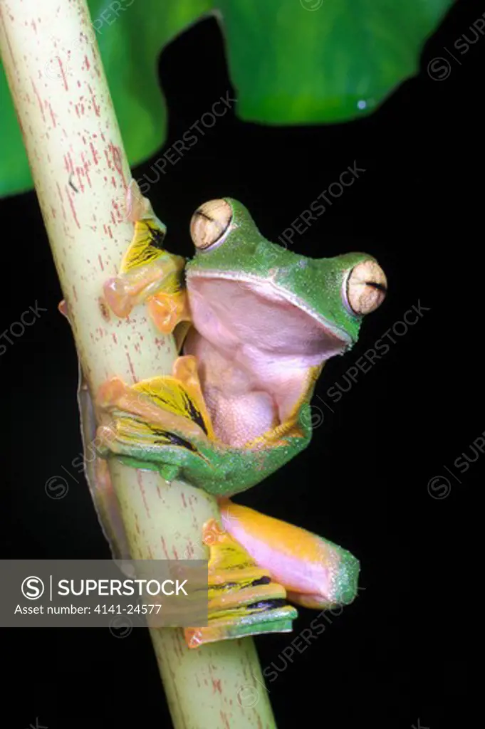 wallace's flying frog rhacophorus nigropalmatus perched in understorey vegetation (on vocal/singing perches) at night. danum valley sabah borneo.