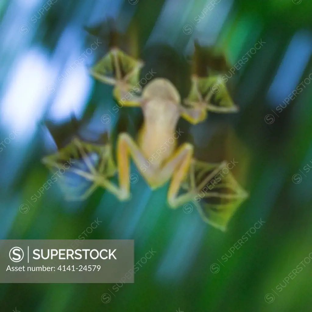 wallace's flying frog gliding rhacophorus nigropalmatus danum valley sabah borneo.