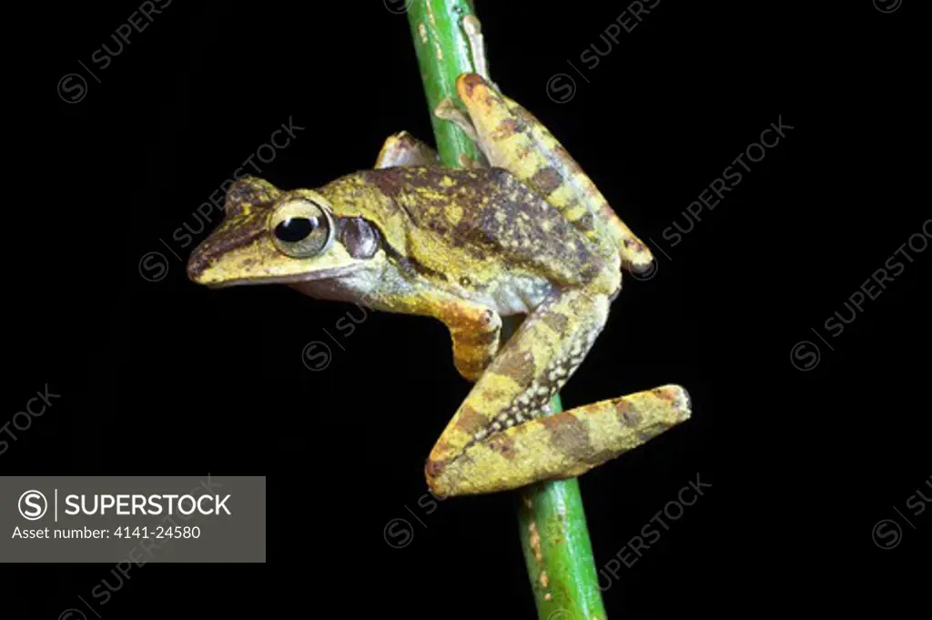 dark-eared tree frog polypedates macrotis active at night. danum valley sabah borneo.