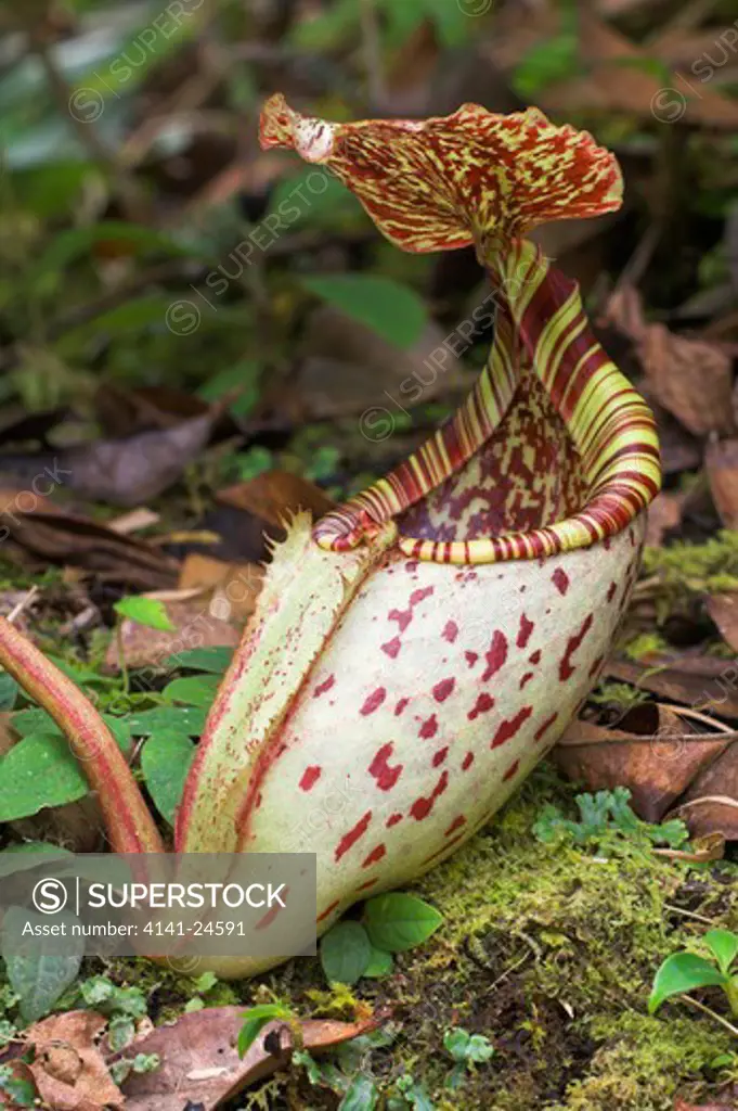 pitcher plant (ground pitcher) nepenthes burbidgeae slopes of mt kinabalu sabah borneo. endemic to borneo.