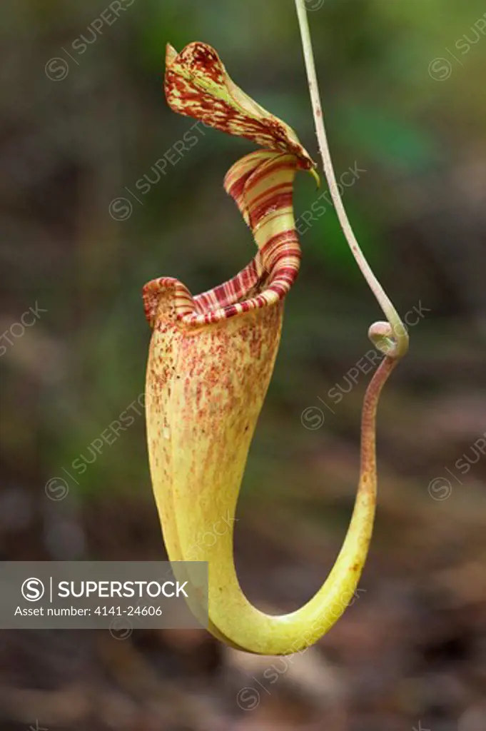 pitcher plant (aerial pitcher) nepenthes rafflesiana heath forest (kerrangas) bako np sarawak borneo.