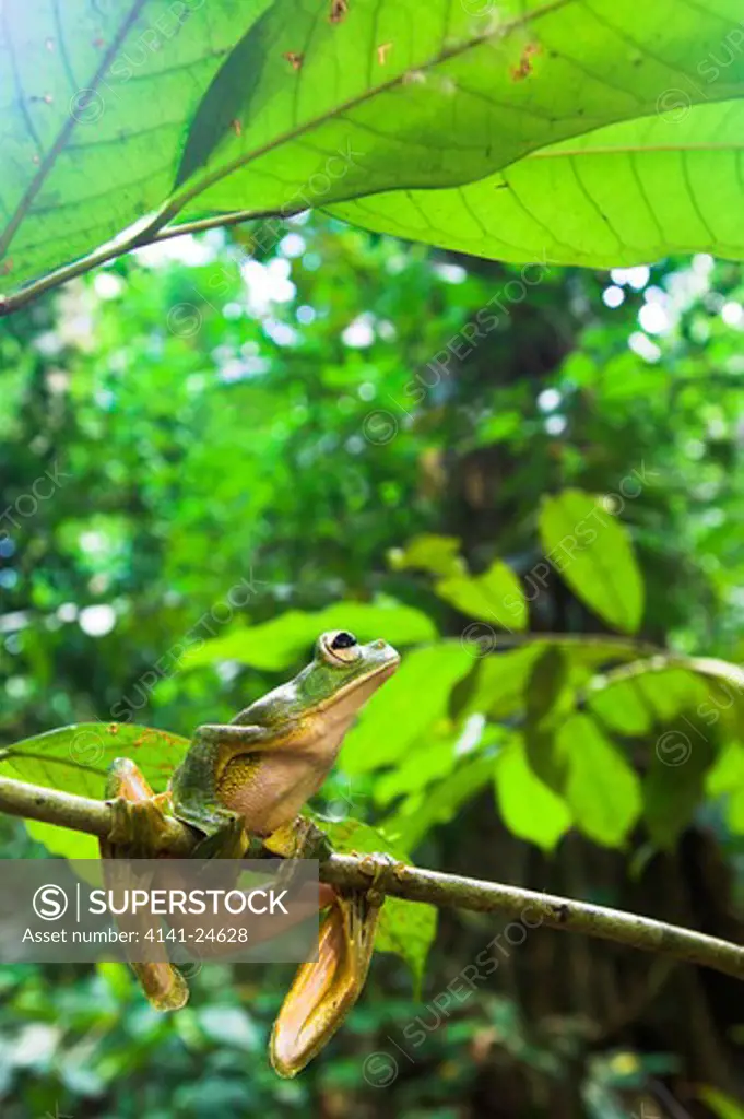 wallace's flying frog rhacophorus nigropalmatus perched in understory vegetation danum valley sabah borneo.
