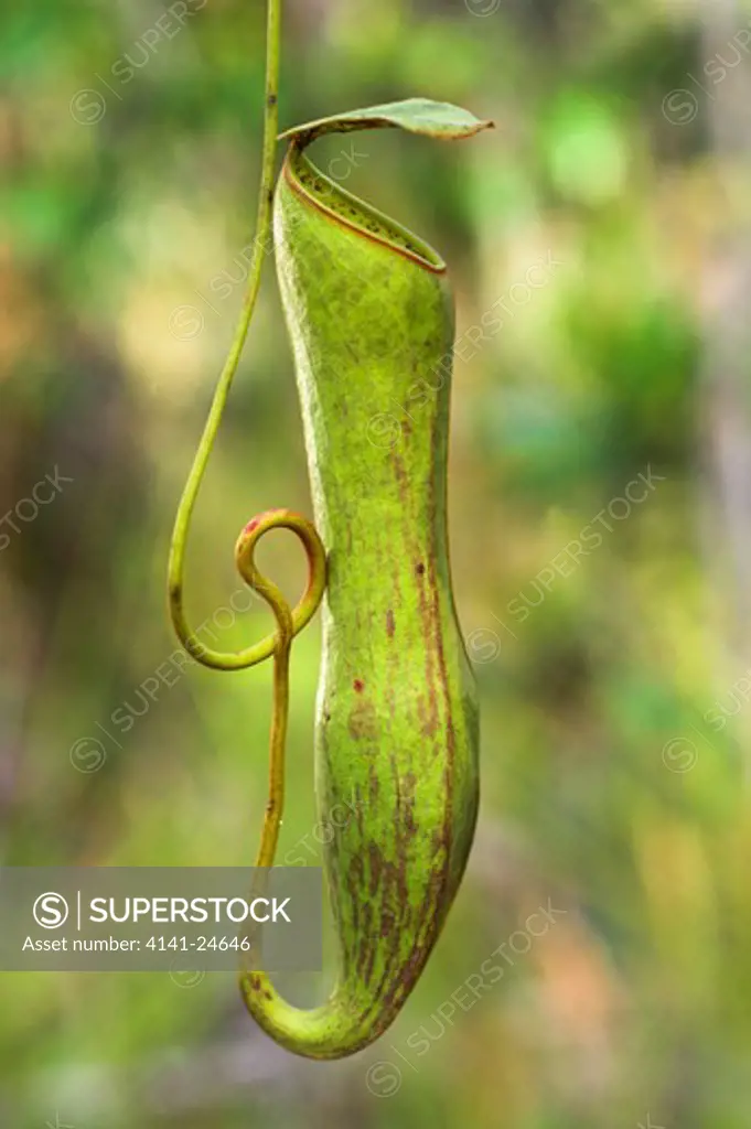 pitcher plant (aerial pitcher) nepenthes gracilis heath forest (kerrangas) bako np sarawak borneo.