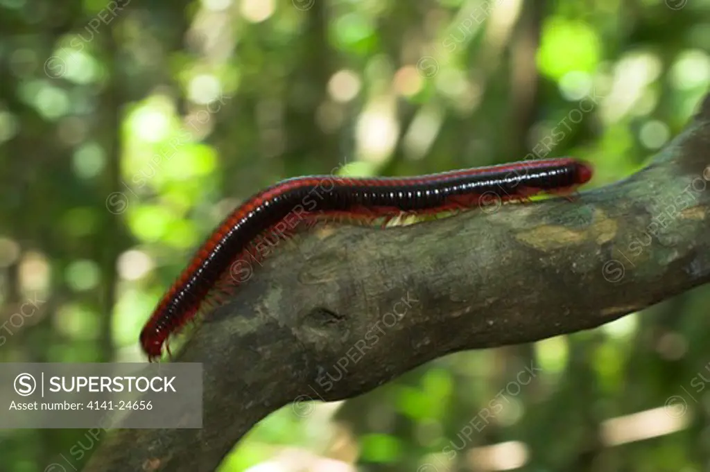 giant millipede foraging in lowland rainforest forest. marojejy np north east madagascar.
