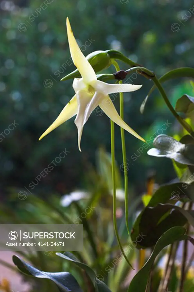 giant comet orchid angraecum sesquipedale madagascar.