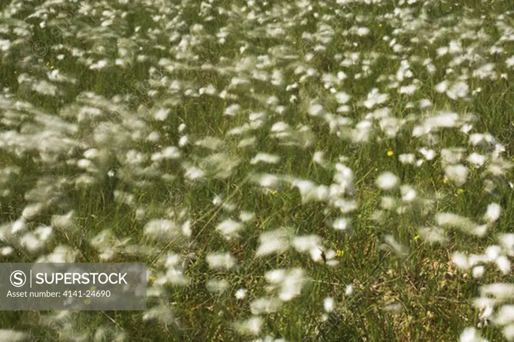 common cottongrass eriophorum angustifolium isle of mull north west scotland.