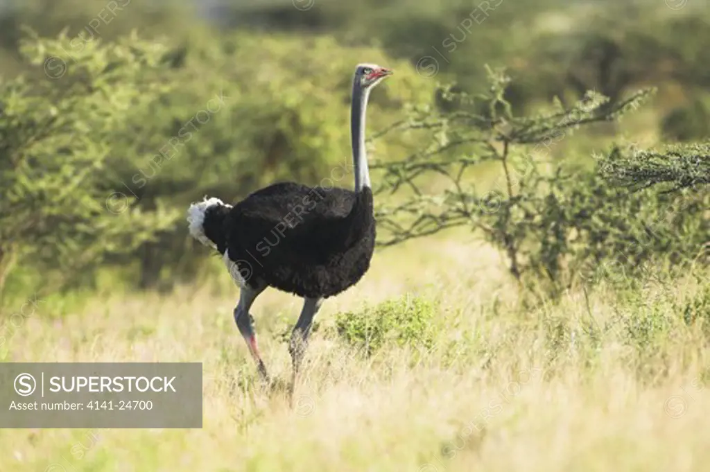 somali ostrich male struthio molybdophanes in breeding plumage samburu game reserve kenya.