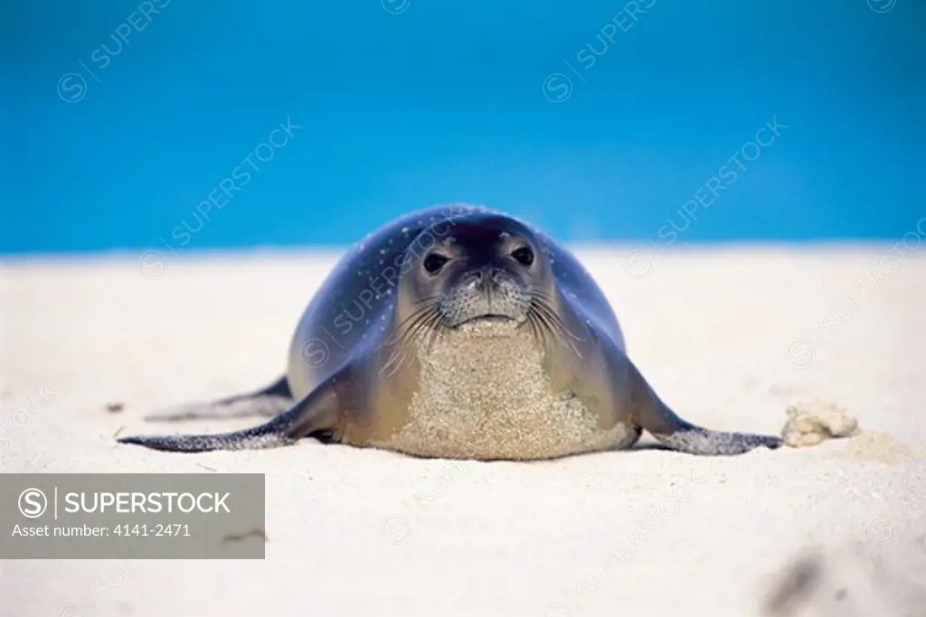 hawaiian monk seal on beach monachus schauinslandi midway atoll, hawaii