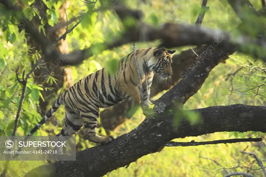 bengal tiger panthera tigris young tiger (14 months) climbing tree named lakshmi bandhavgarh national park india.
