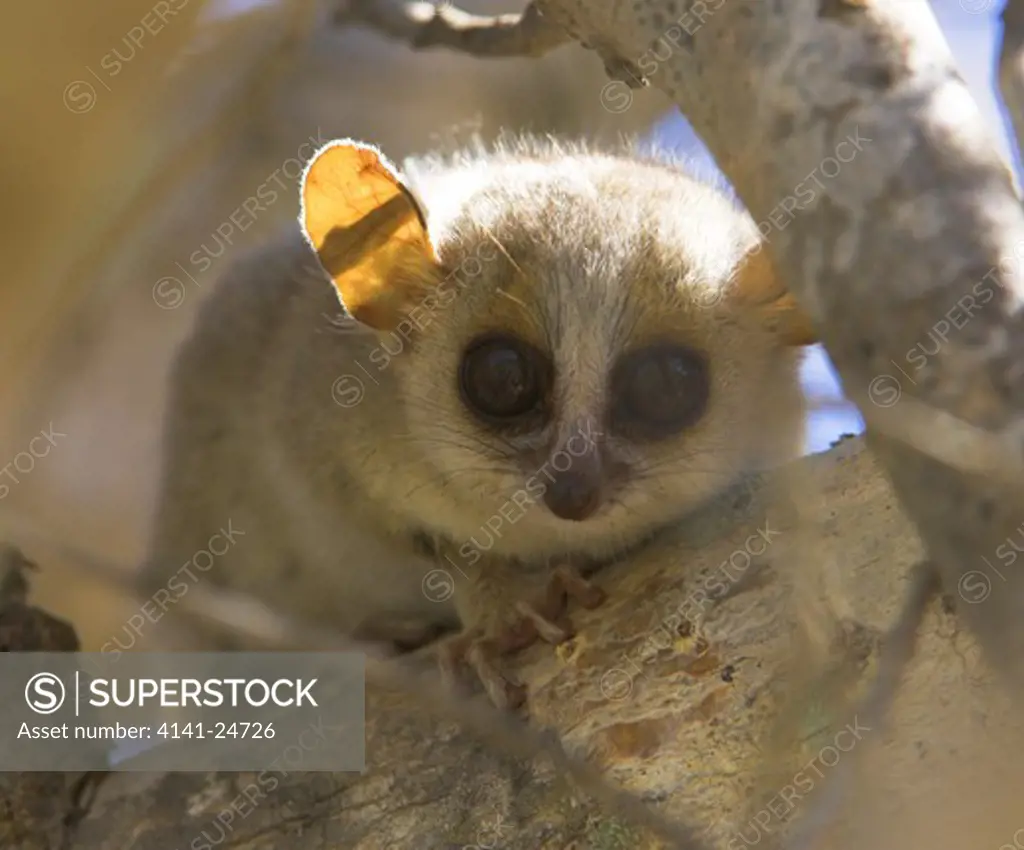 grey-brown mouse lemur microcebus griseorufus spiny forest south western madagascar. 