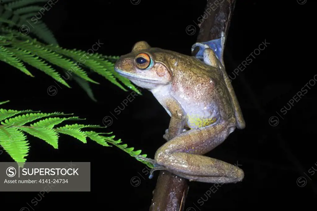 large tree frog boophis sp. andasibe-mantadia national park eastern madagascar.