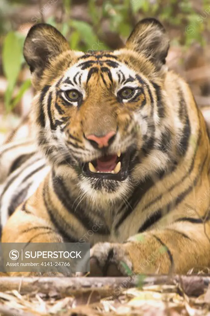 bengal tiger panthera tigris young male 14 months old named lakshmi bandhavgarh national park india.