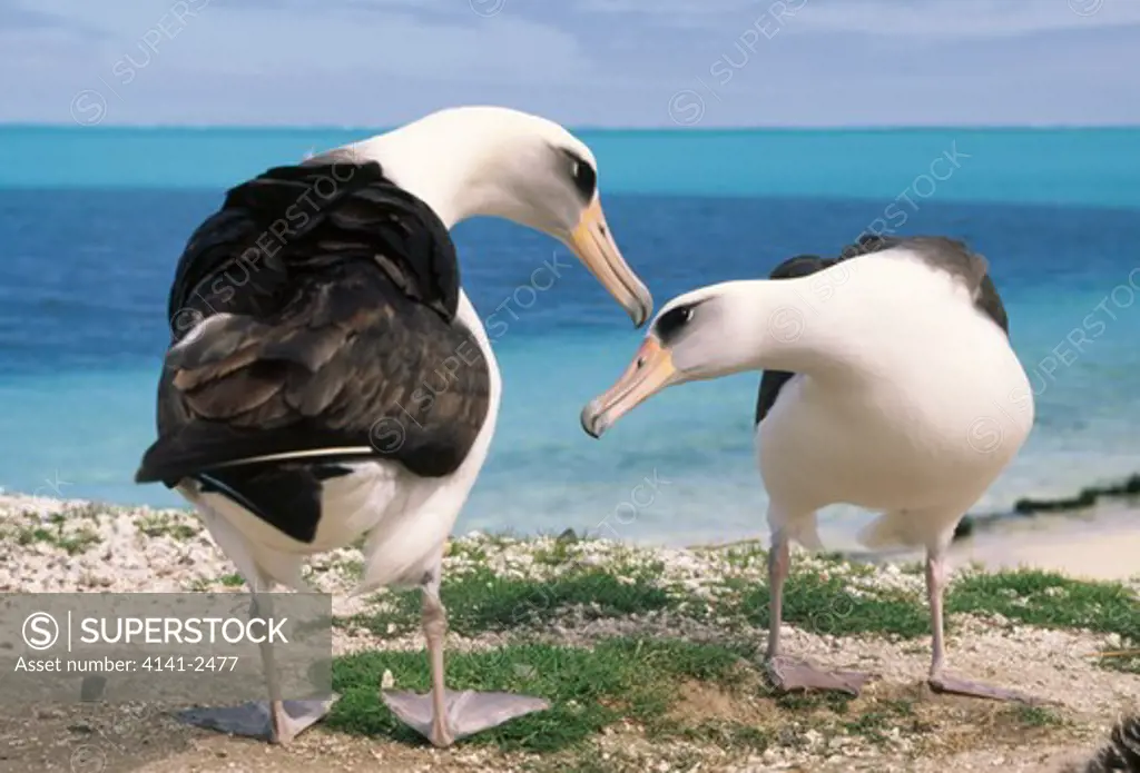 laysan albatross diamedea immutabilis pair in courtship midway atoll, hawaii, usa. 