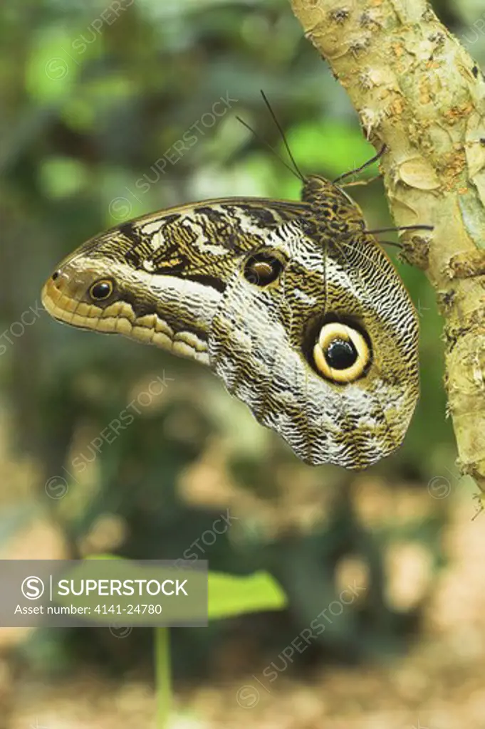 owl-eye butterfly (calligo eurilochus) forests of napo river ecuador 