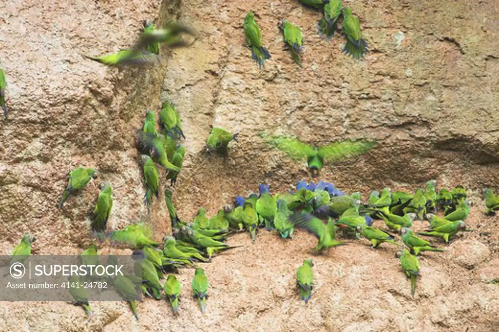 dusky-headed parakeets (aratinga weddellii) at parrot-lick along the napo river ecuador.