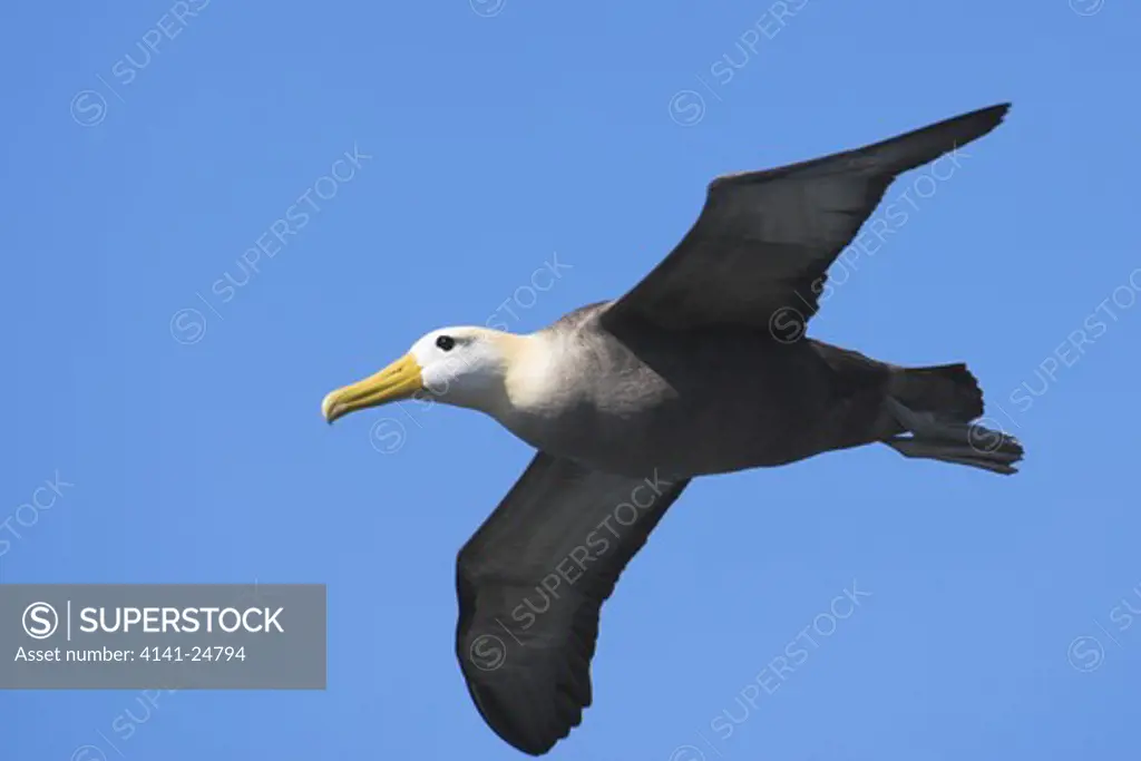 waved albatross (diomedea irrorata). espanola island galapagos. critically endangered.