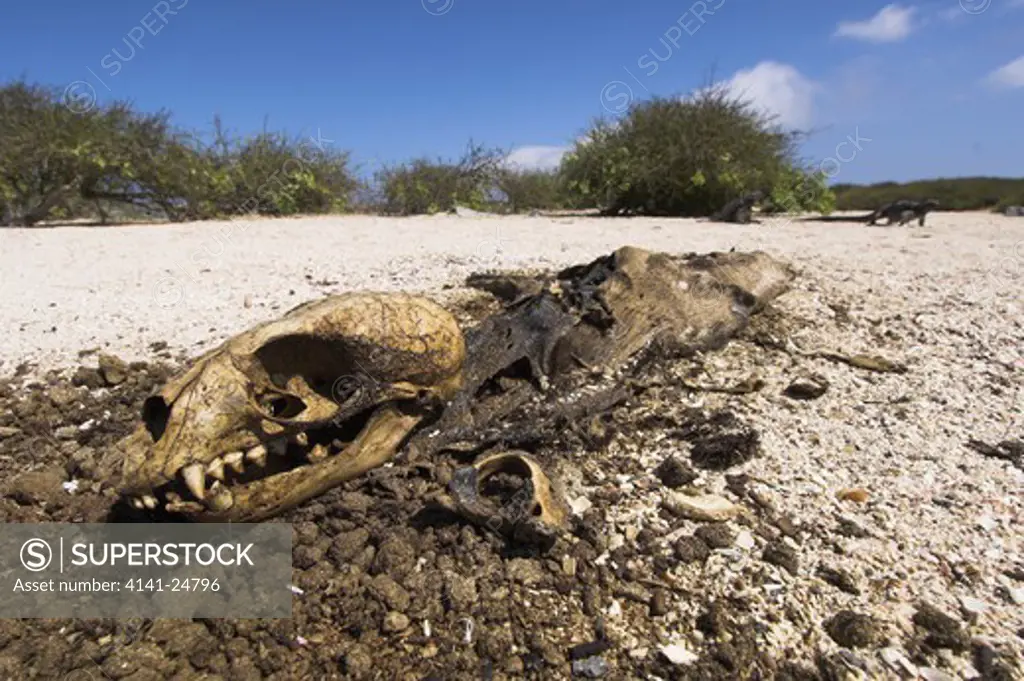galapagos sea lion (zalophus californianus wollebacki) young corpse on beach at punta suarez (with marine iguanas in background) isla espanola galapagos islands