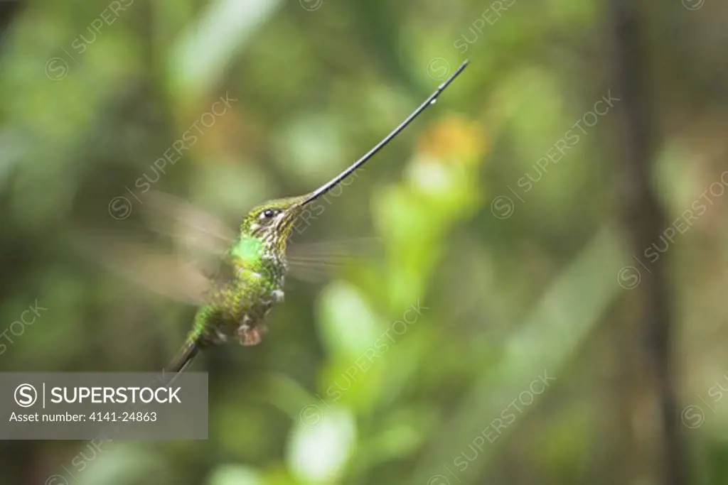 sword-billed hummingbird (ensifera ensifera) yanacocha montane forest ecuador.