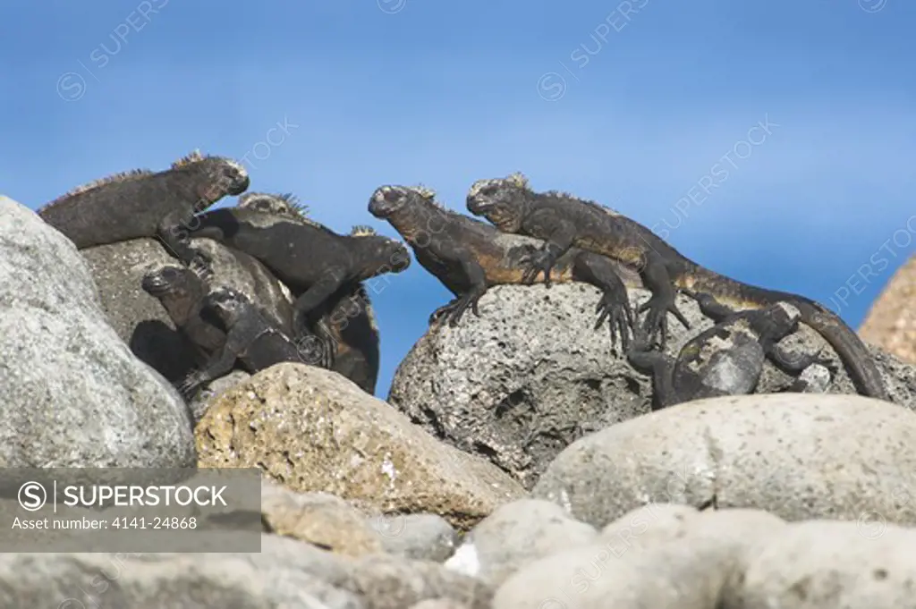 marine iguanas (amblyrhynchus cristatus) basking on rocks. north seymour galapagos islands.