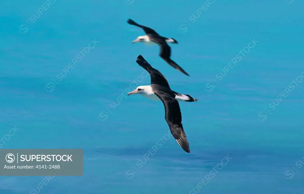 laysan albatross diomedea immutabilis in flight over water midway atoll, hawaii, usa