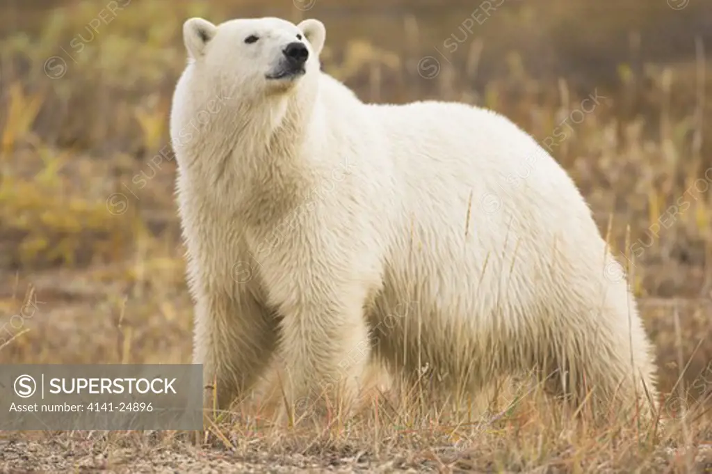 polar bear (ursus maritimus) in summer season (sept) tundra vegetation on shores of hudson bay churchill manitoba canada.