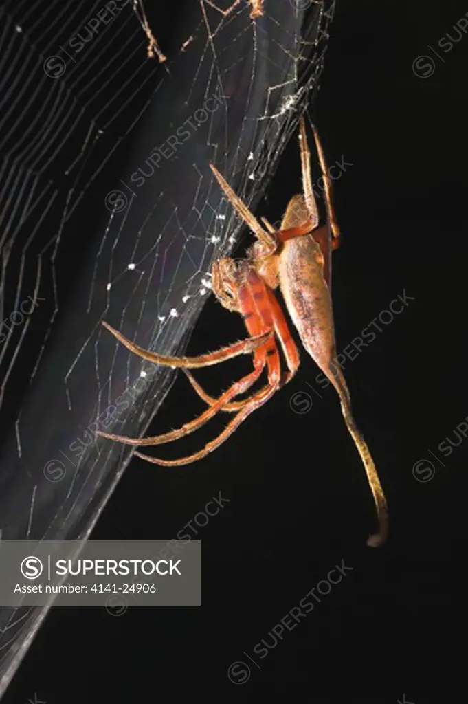 elephant spider (poltys sp.) waiting in ambush in its web at night. danum valley sabah borneo.
