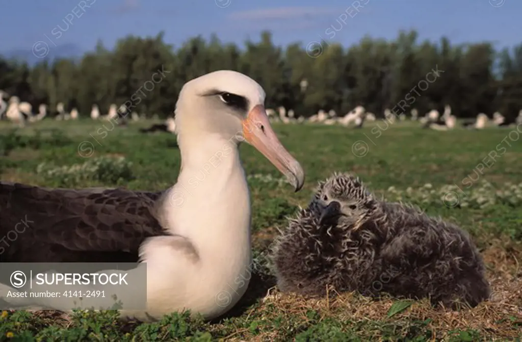 laysan albatross with young diomedea immutabilis february midway atoll, hawaii, usa