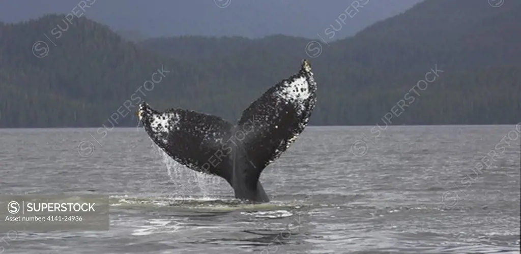 humpback whale (megaptera novaeangliae) waving and slapping its flukes (tail) in waters off princes royal island great bear rainforest british columbia canada.