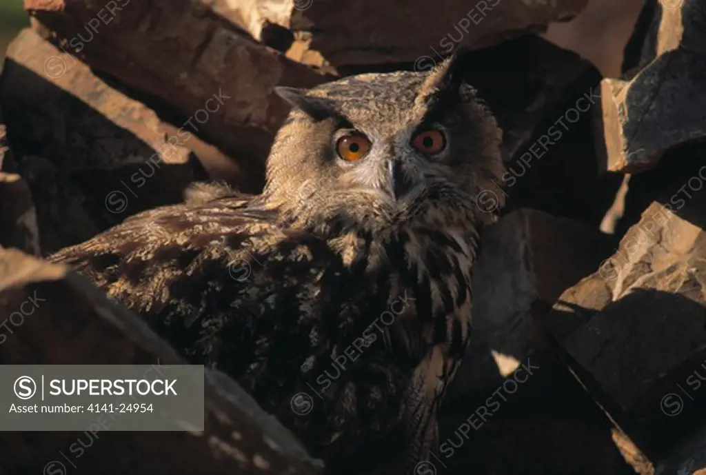 european eagle owl bubo bubo