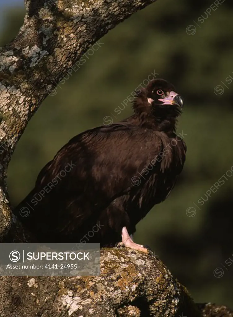 black vulture aegypius monachus