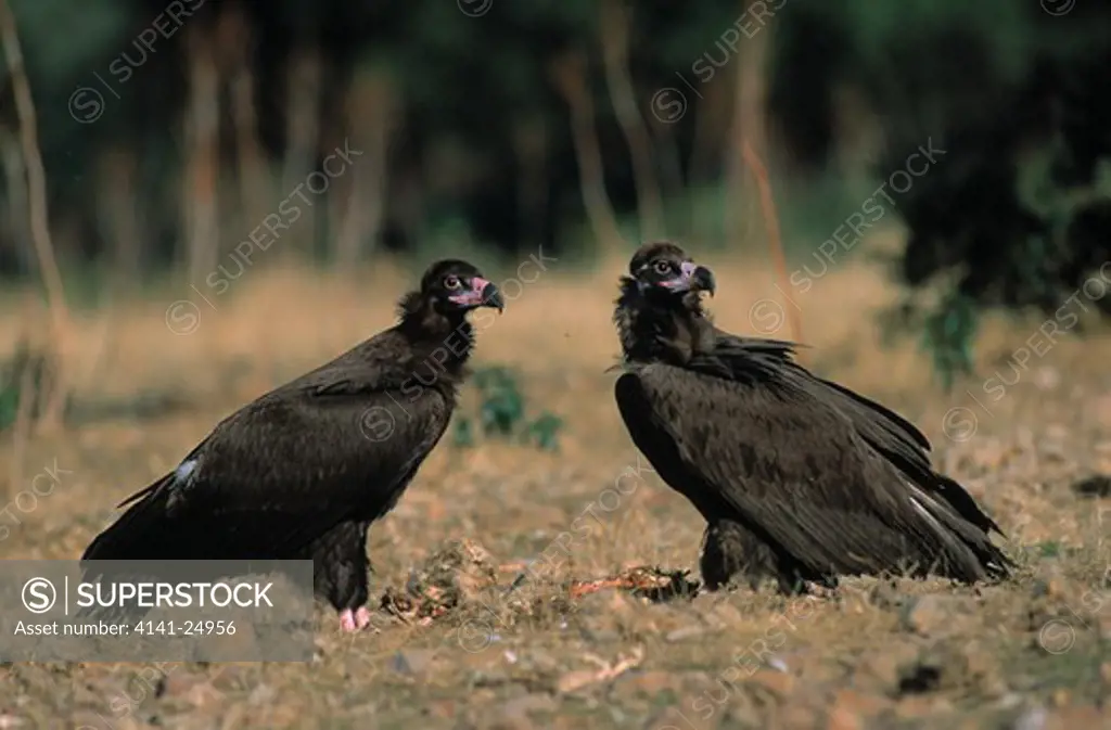 black vultures aegypius monachus spain
