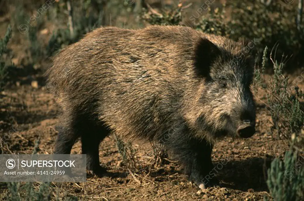 european wild boar sus scrofa