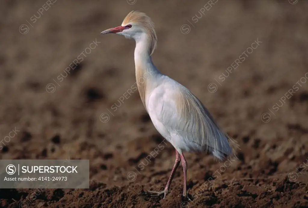 cattle egret on mud bubulcus ibis spain 